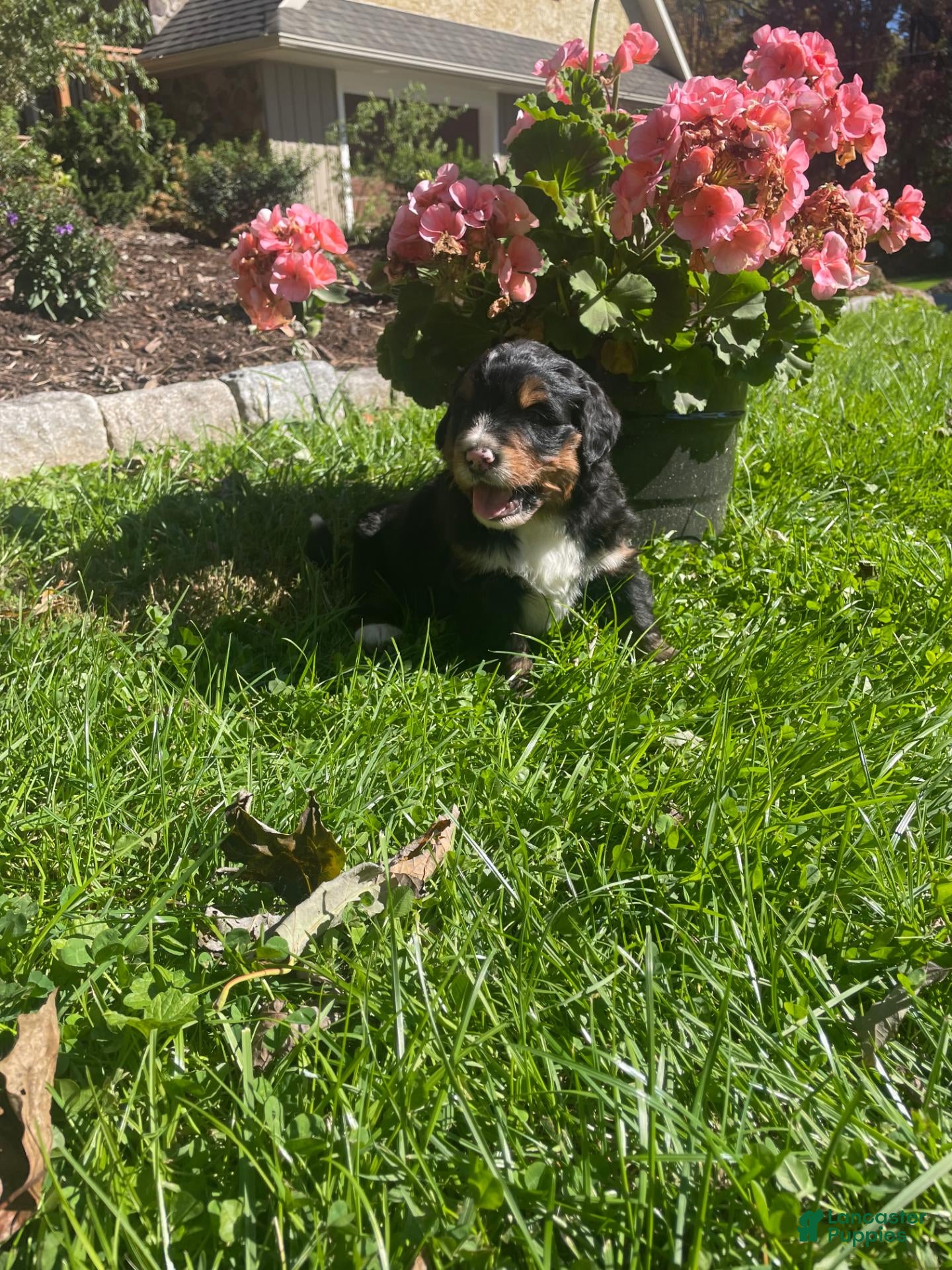 Mini Bernedoodle dogs Orzo - Ad 2