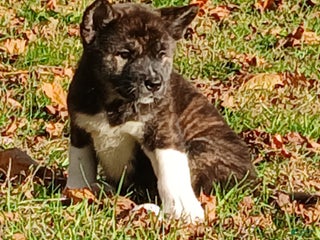 Akita dogs Astra - Ad 28