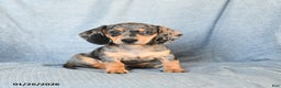 Miniature Dachshund dogs for sale: Cody - Ad 2