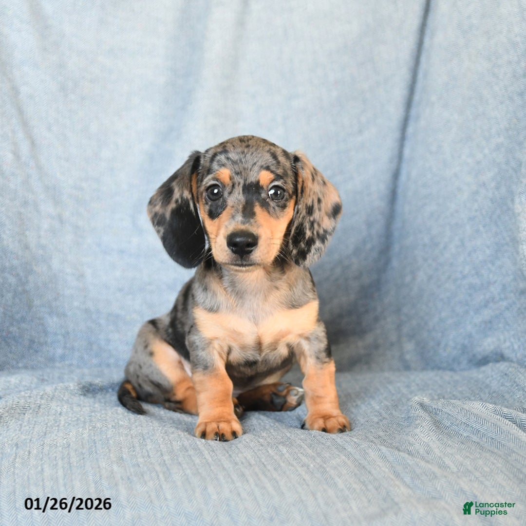 Miniature Dachshund dogs for sale: Cody - Ad 2