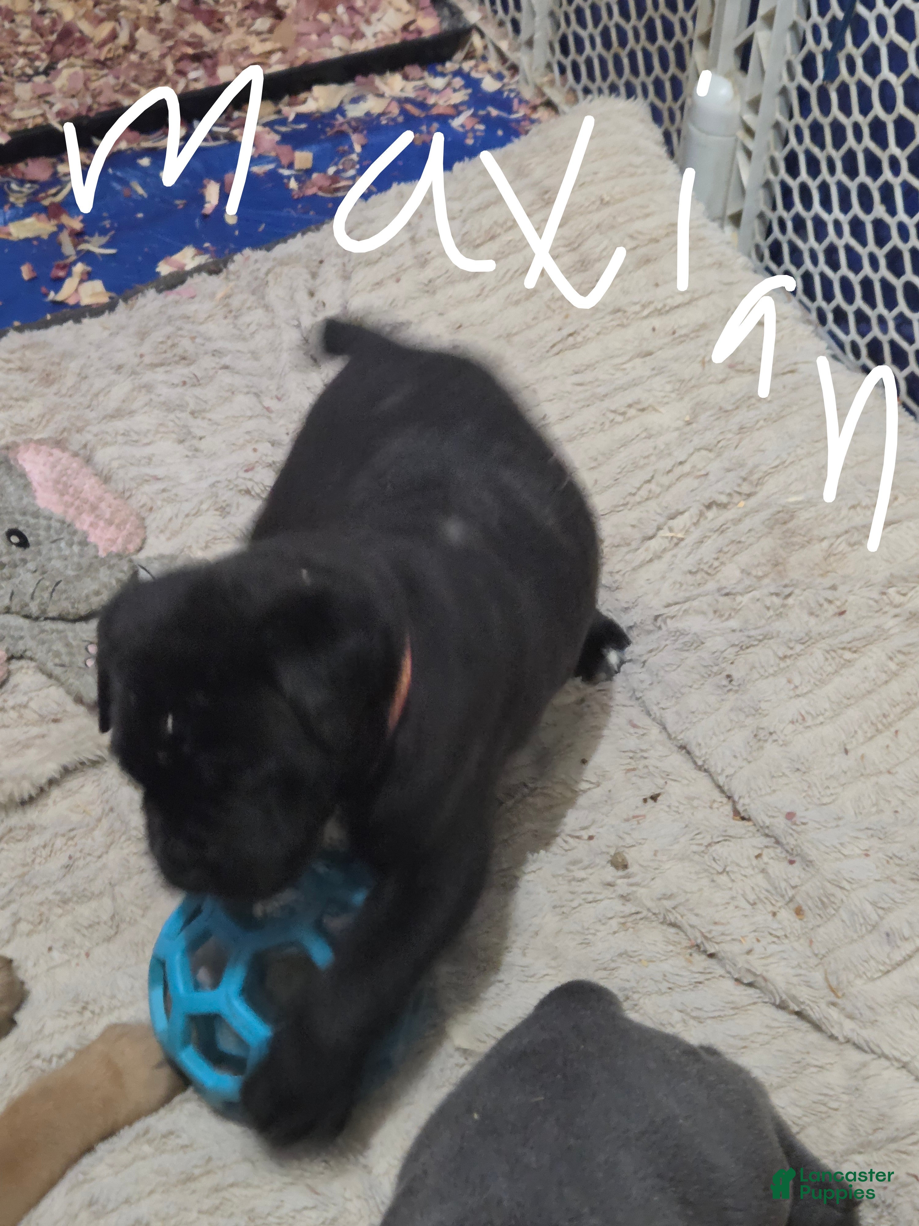 Cane Corso dogs for sale: Cane Corso 3 - Ad 34