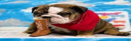 English Bulldog dogs for sale: Woody - Ad 5