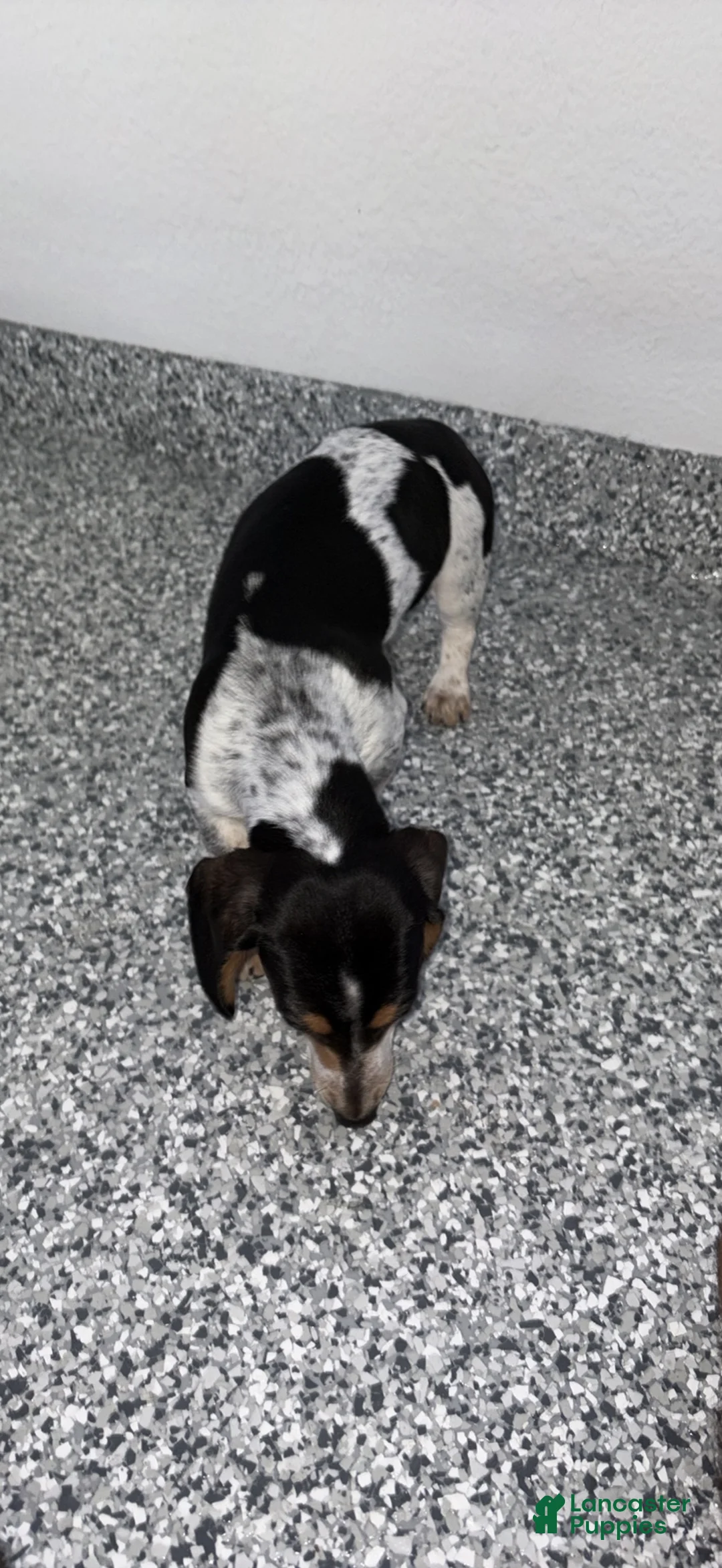 Dachshund dogs for sale: Daisy - Ad 2