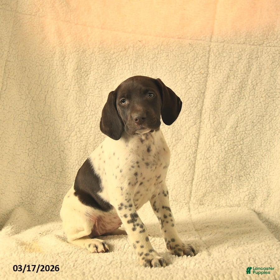 German Shorthaired Pointer dogs Maisy  - Ad 1