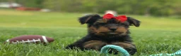 Yorkshire Terrier dogs for sale:  Benji  💛🐾 - Ad 12