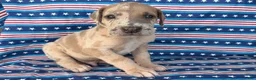 Great Dane dogs for sale: Pablo Great Dane  - Ad 3