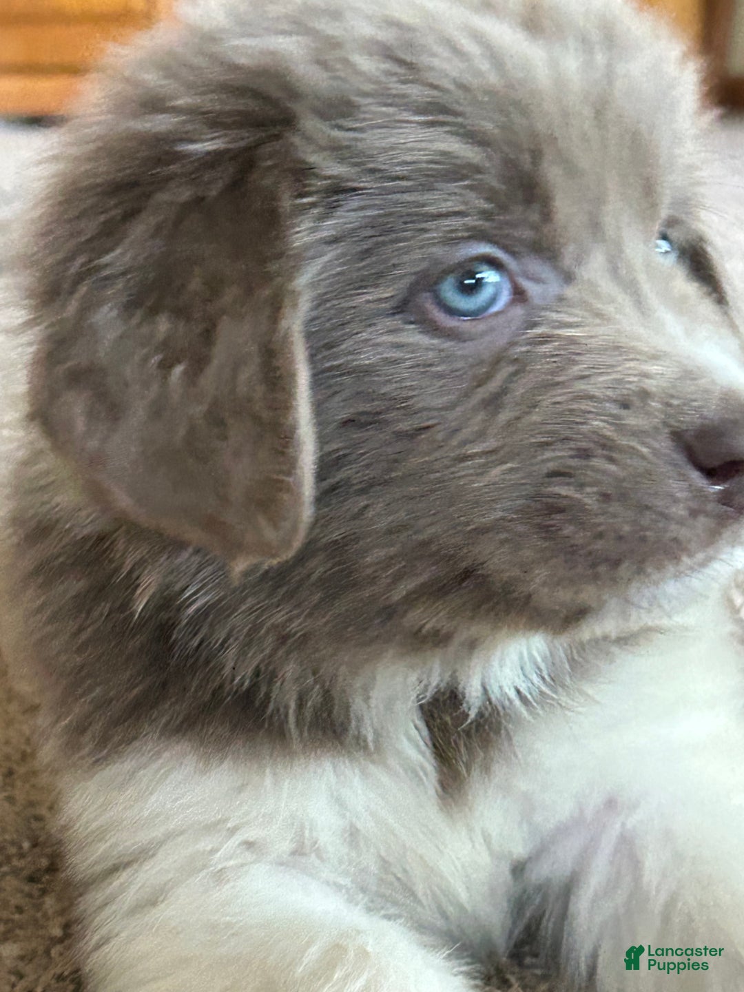 Newfoundland dogs for sale: Cindy - Ad 5