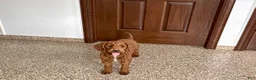Cockapoo dogs for sale: Lillie Red  - Ad 4