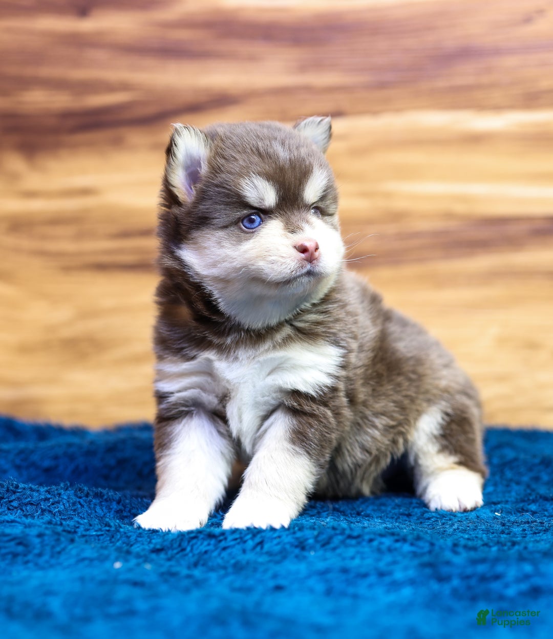 Pomsky dogs for sale: Cinnamon - Ad 2