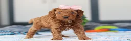 Mini Goldendoodle dogs for sale: Noli - Ad 3