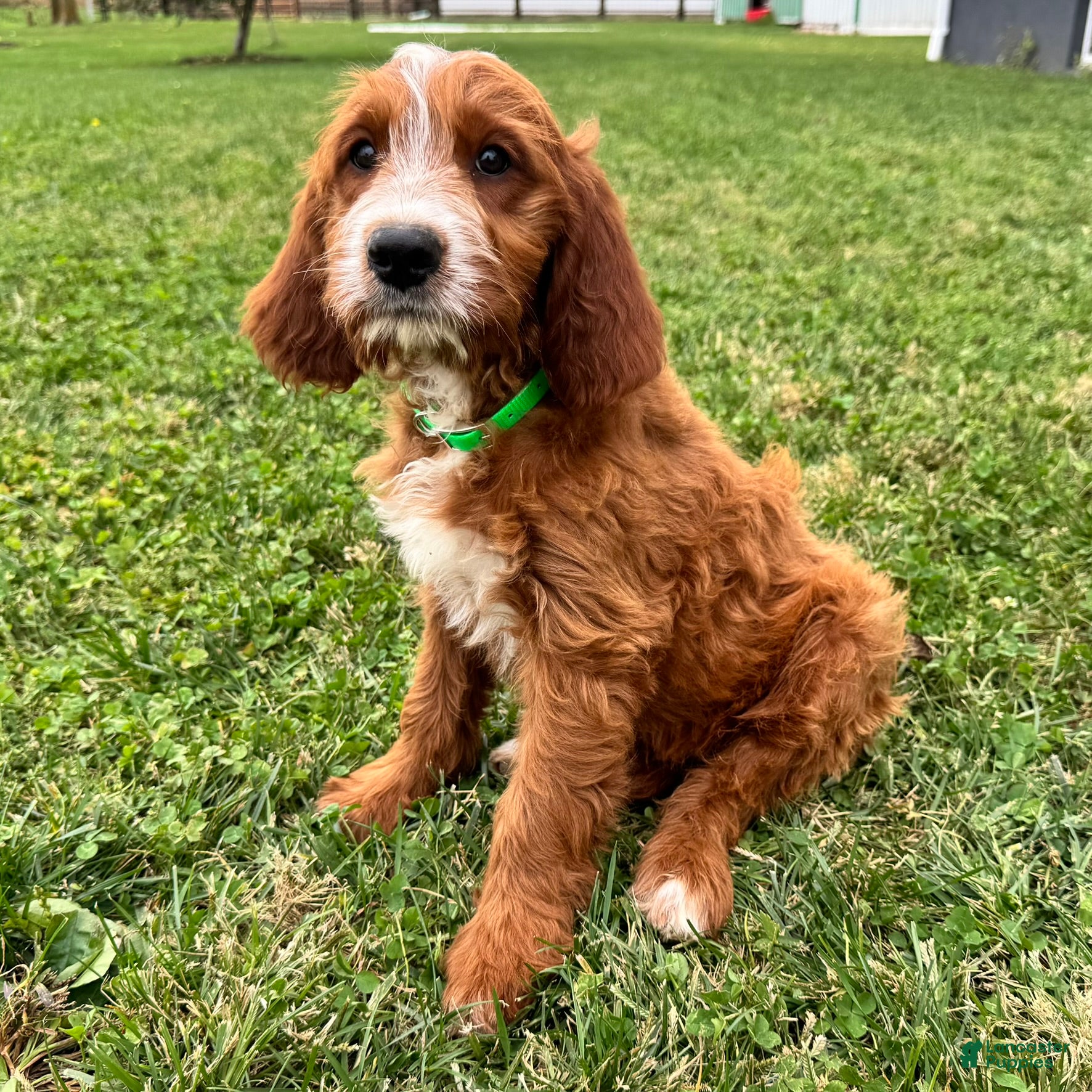 Mixed Breed dogs Rusty - Ad 2