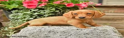 Dachshund dogs for sale: Shane - Ad 3