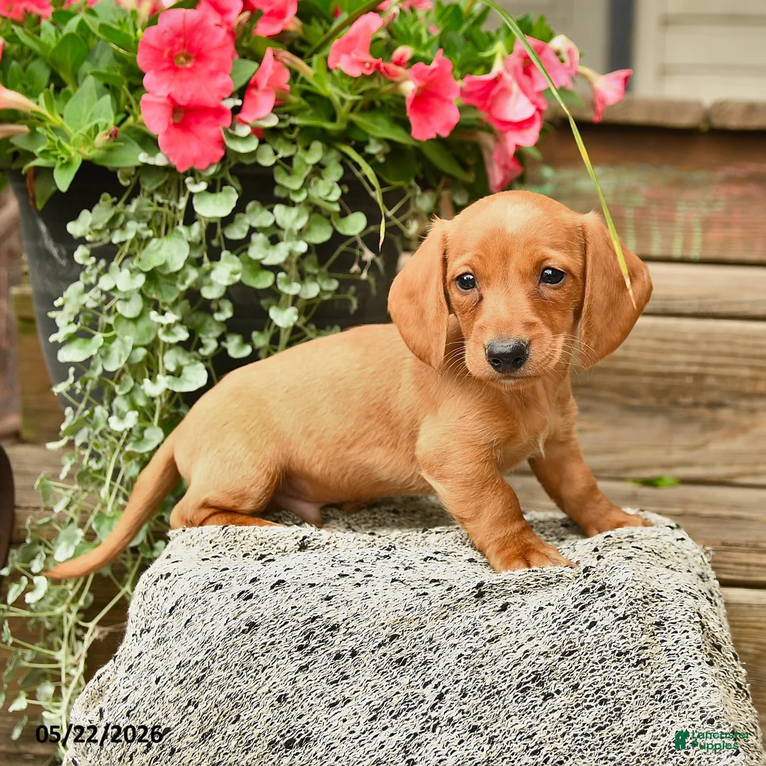 Dachshund dogs for sale: Shane - Ad 3