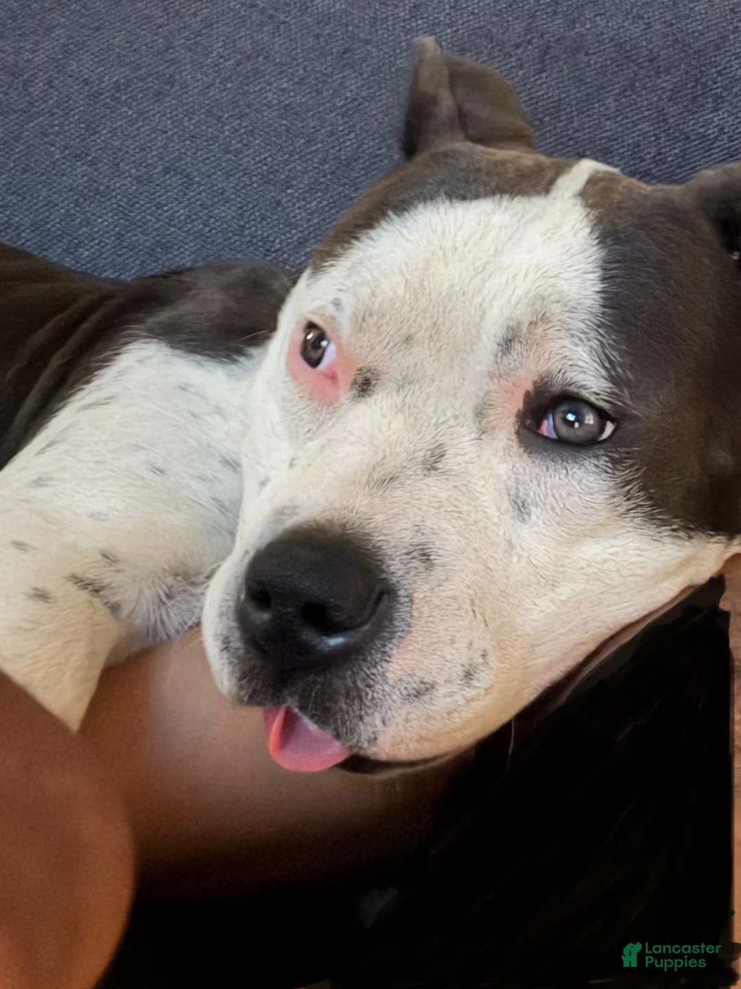 American Pit Bull Terrier dogs for sale: American Pit Bull Terrier 4 - Ad 5
