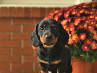 Miniature Dachshund dogs Milo - Ad 35