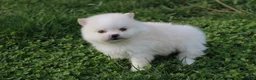 Pomeranian dogs for sale: Charlie  - Ad 4