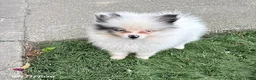 Pomeranian dogs for sale: Olaf - Ad 3