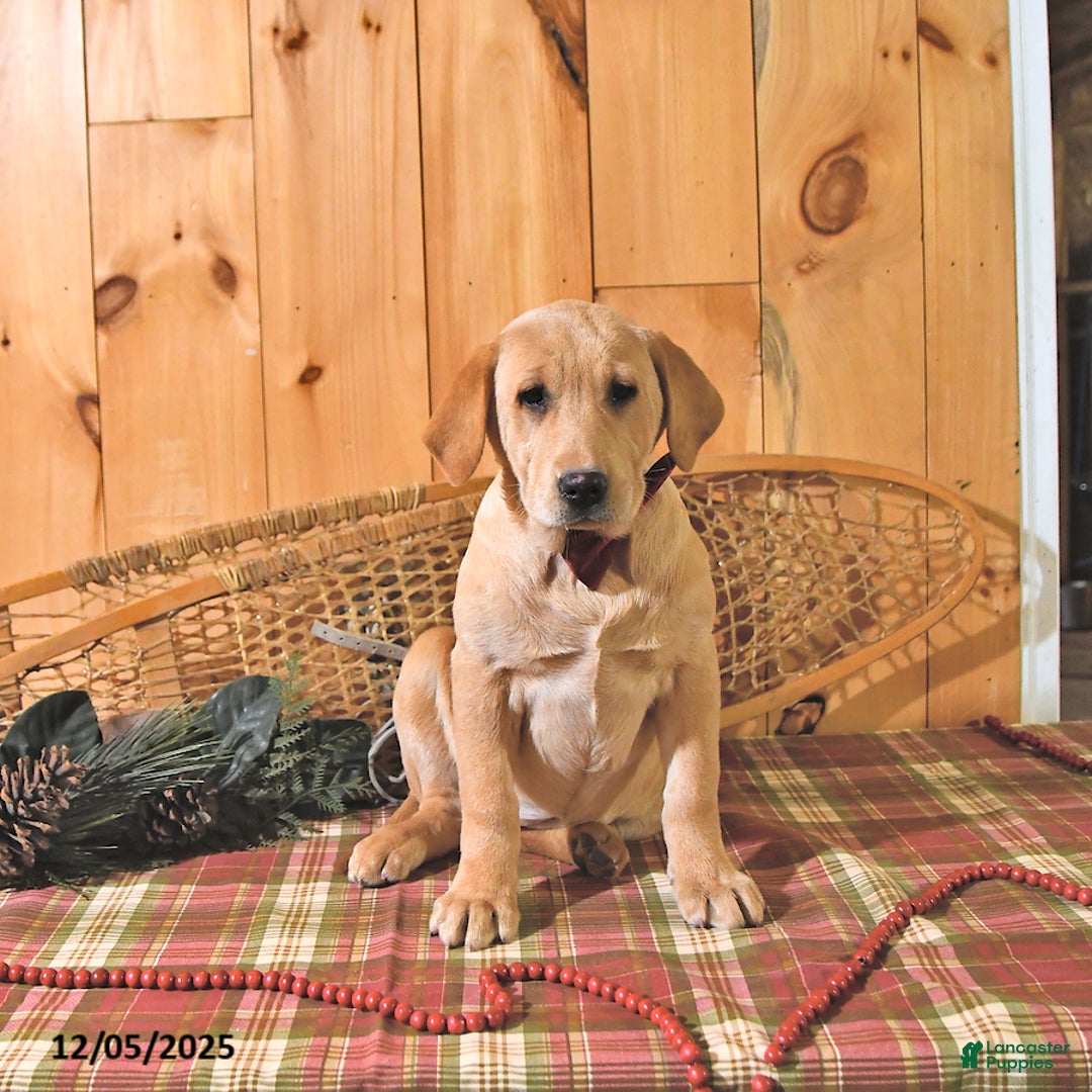 Labrador Retriever dogs for sale: Sunshine - Ad 4