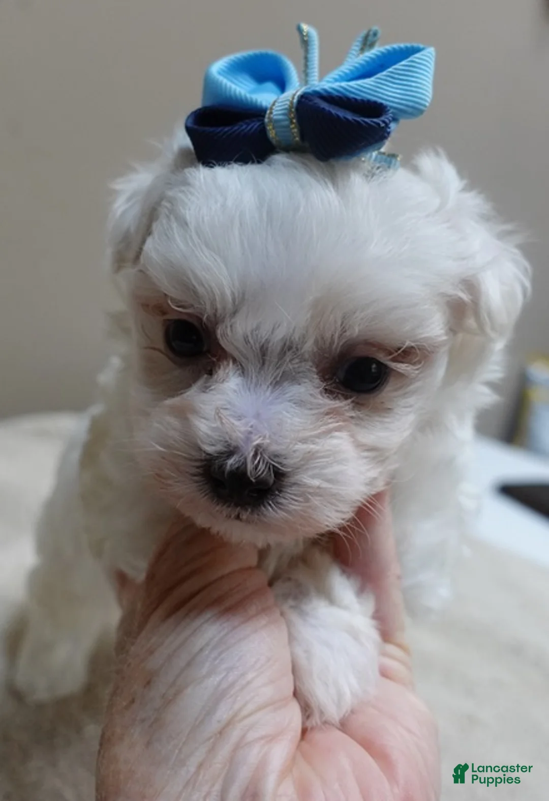 Maltipoo dogs for sale: Zuko - Ad 1