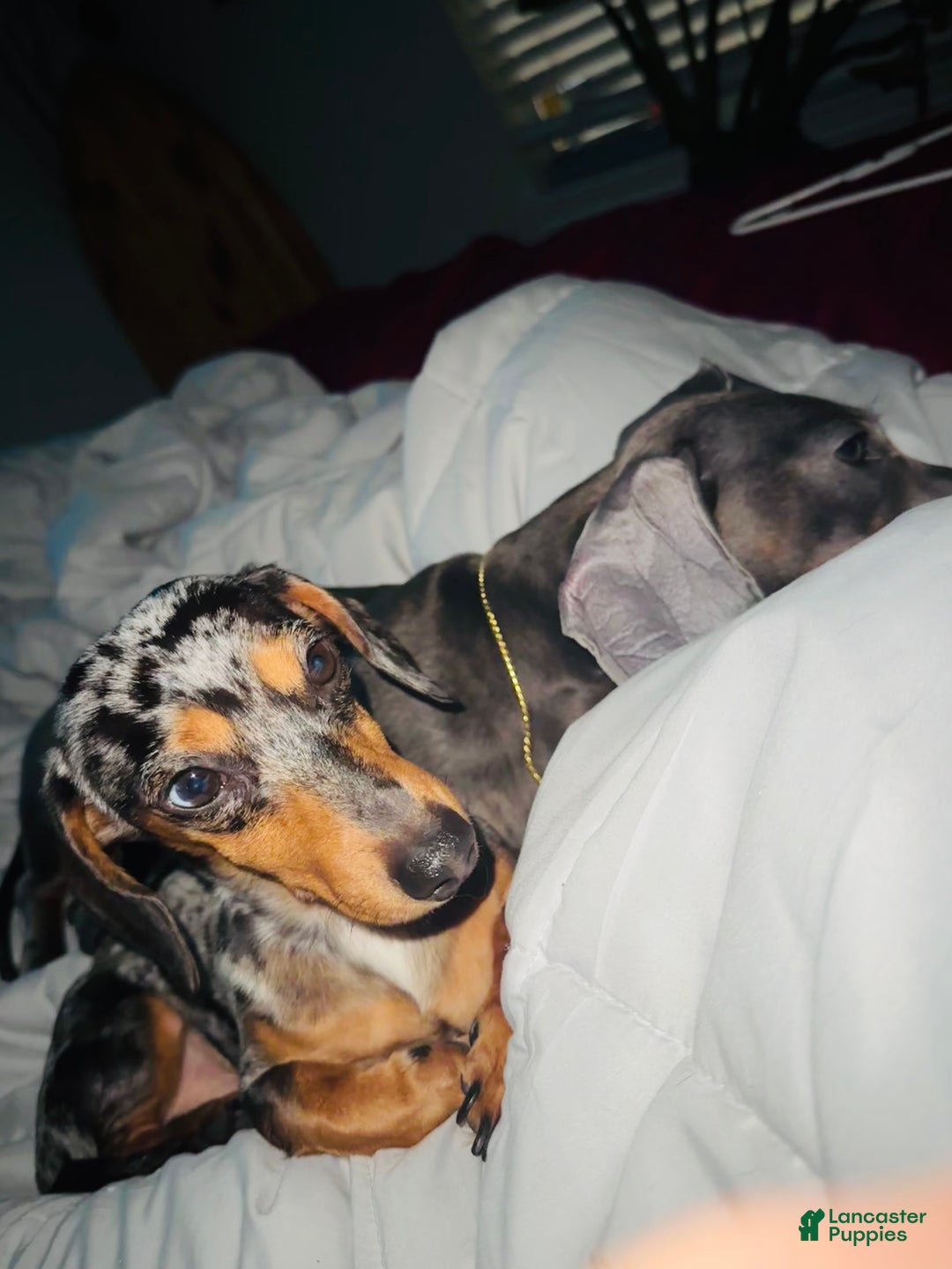 Dachshund dogs for sale: Dachshund Puppy 3 - Ad 5
