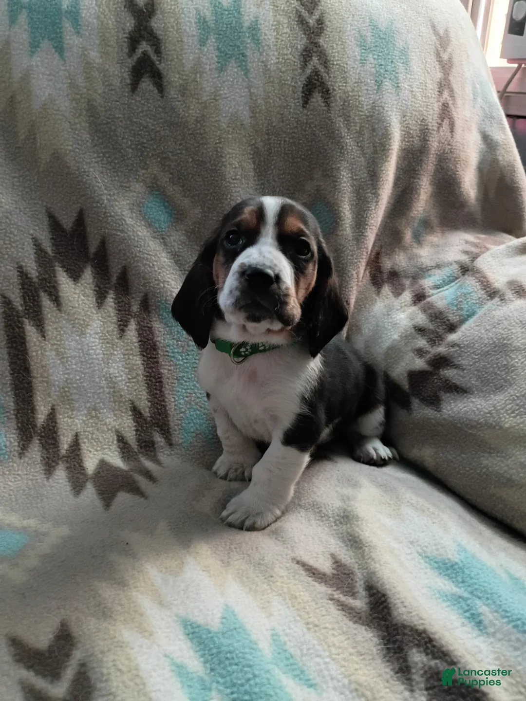 Basset Hound dogs for sale: Tommy-green - Ad 2