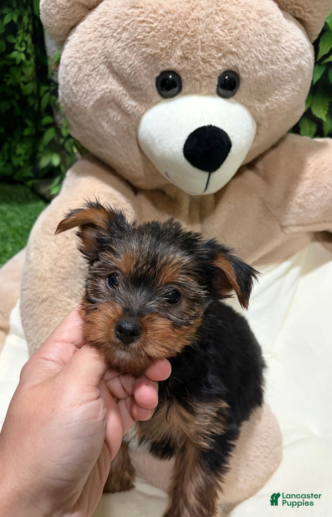 Yorkshire Terrier dogs for sale: CD - Ad 1