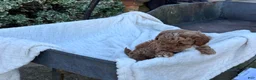 Toy Poodle dogs for sale: Garfield - Ad 10