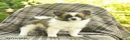 Pomeranian dogs for sale: Sunny  - Ad 3
