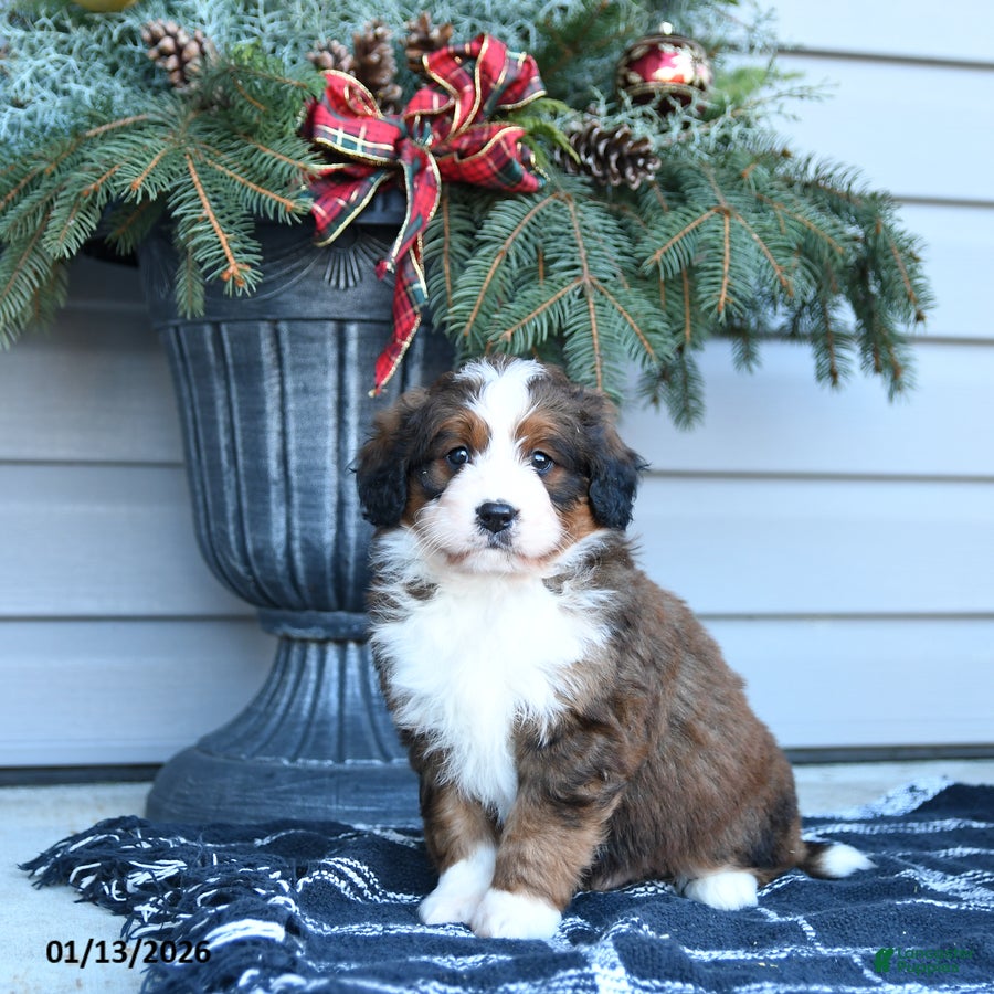 Bernedoodle dogs Mike - Ad 15