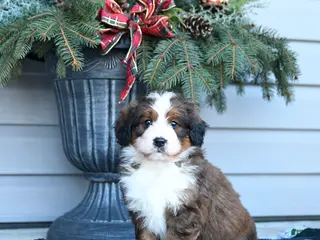 Bernedoodle dogs Mike - Ad 5