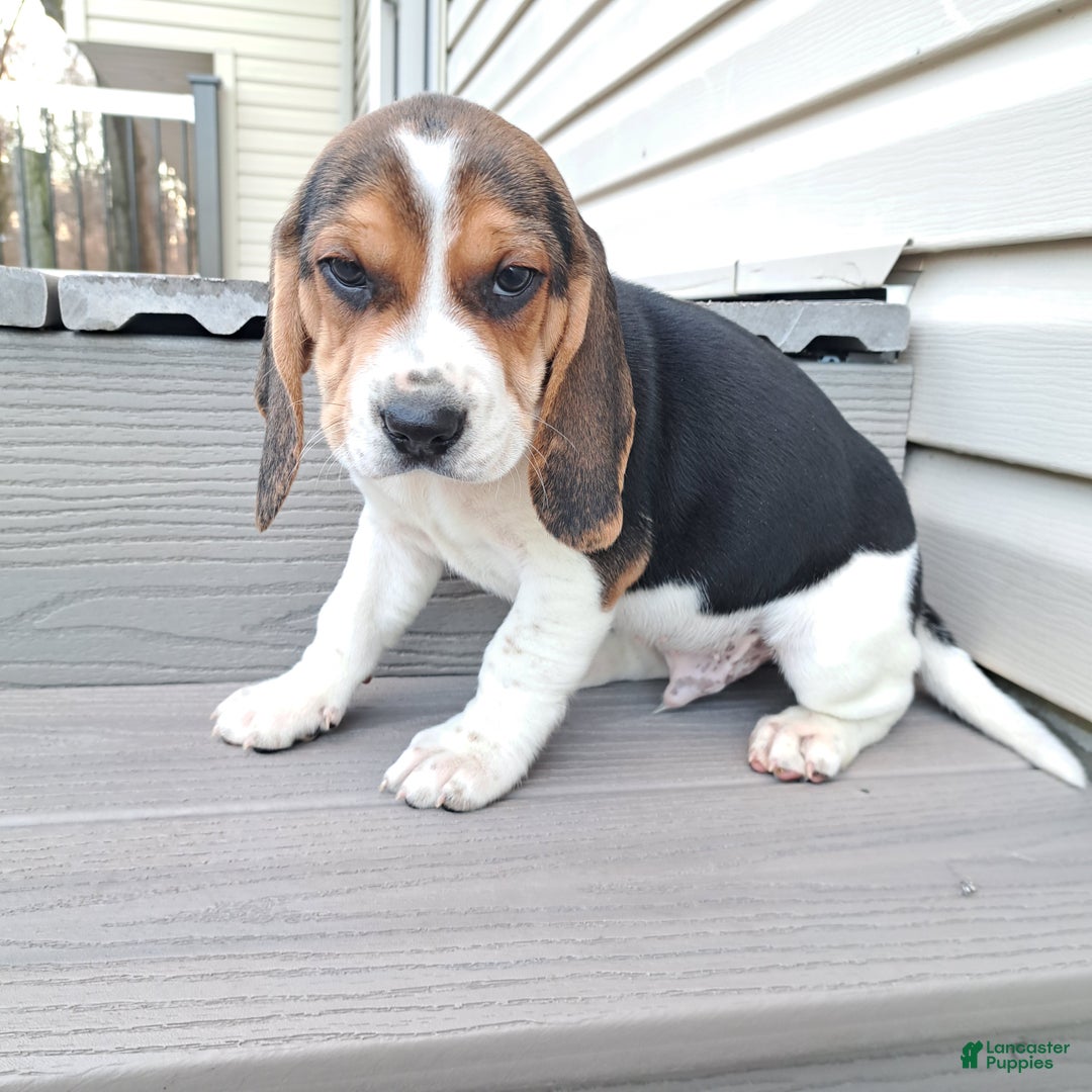 Beagle dogs for sale: RANGER - Ad 2