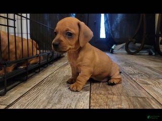 Miniature Dachshund dogs - Ad 12