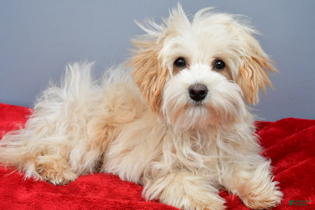 Maltipoo dogs for sale: Flint - Ad 1