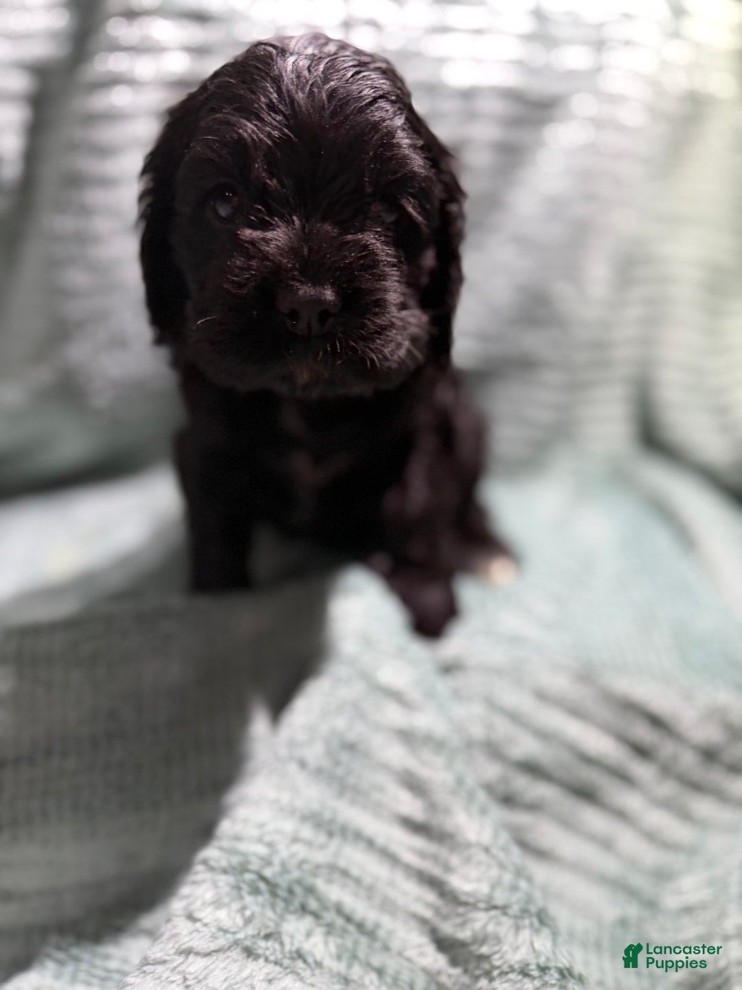 Cocker Spaniel dogs for sale: Cocker Spaniel Puppy 3 - Ad 1