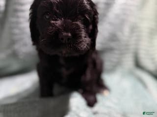 Cocker Spaniel dogs Cocker Spaniel Puppy 3 - Ad 41