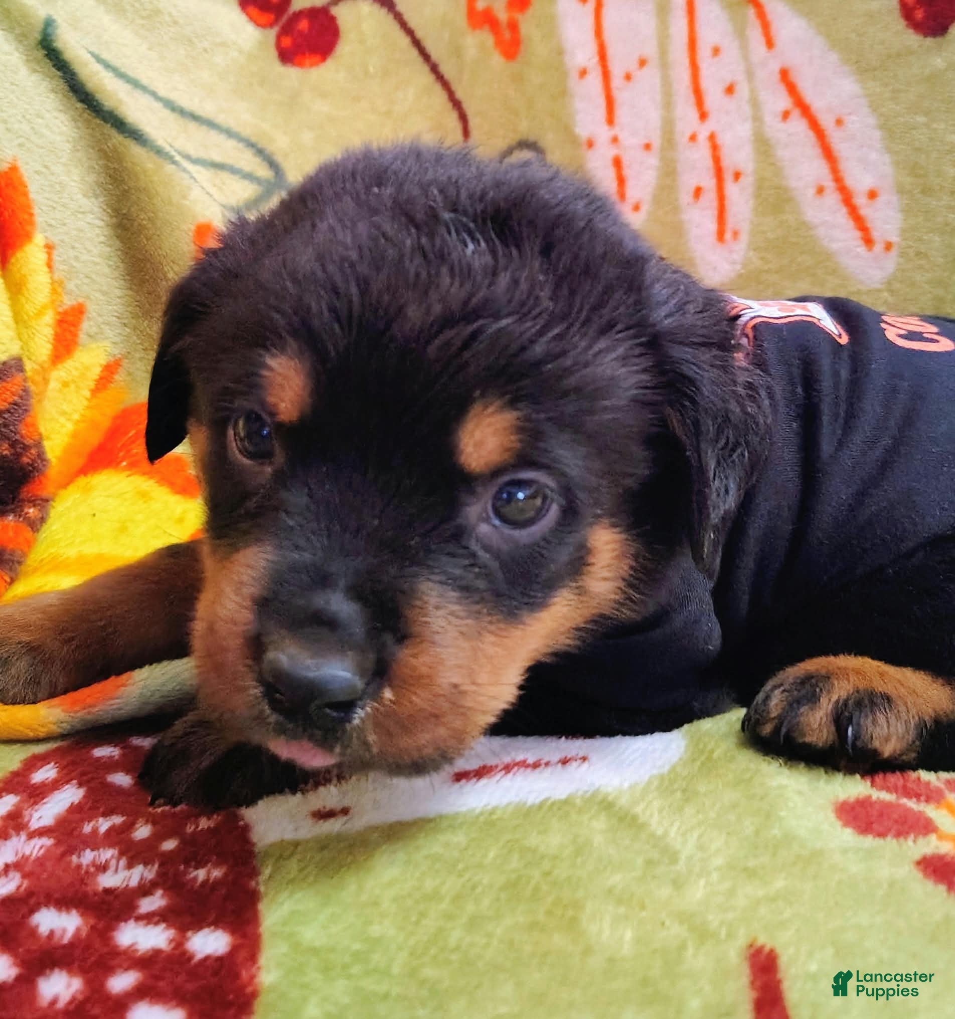Rottweiler dogs Rottweiler 3 - Ad 5