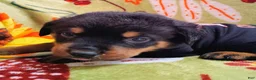 Rottweiler dogs for sale: Rottweiler 3 - Ad 1