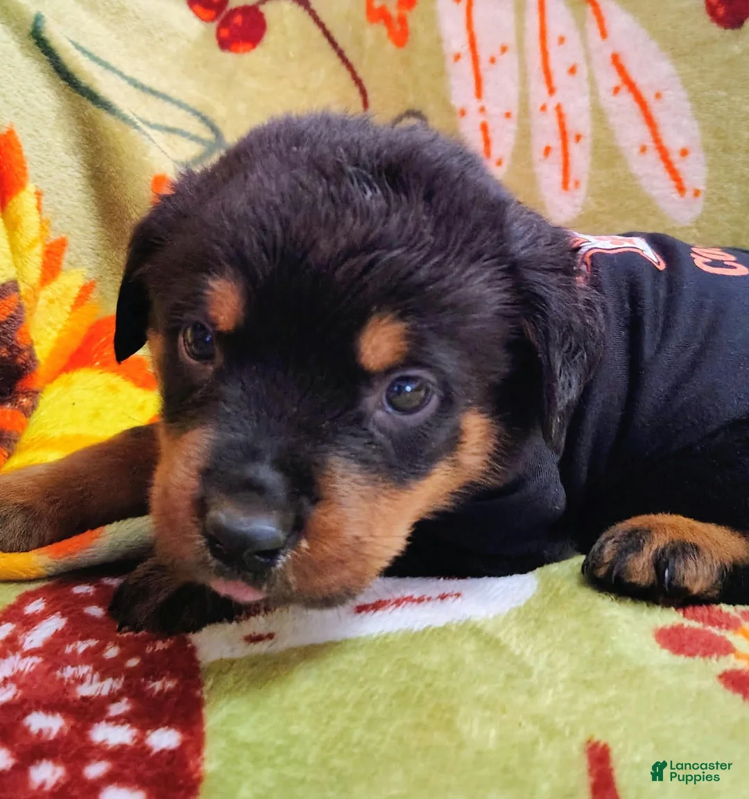 Rottweiler dogs for sale: Rottweiler 3 - Ad 1