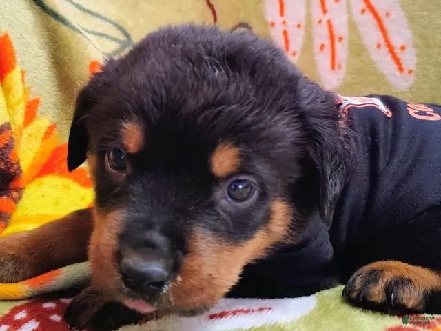 Rottweiler dogs Rottweiler 3 - Ad 40
