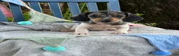 Miniature Dachshund dogs for sale: Titan - Ad 1