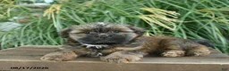 Mixed Breed dogs for sale: Mocha  - Ad 5