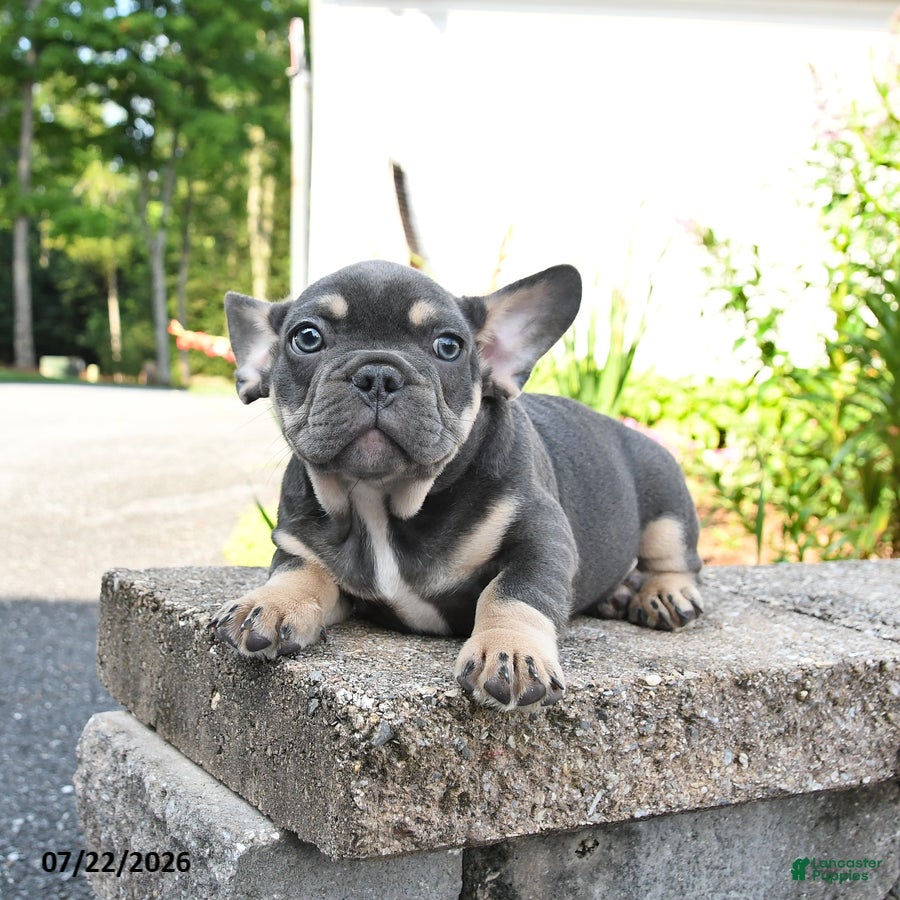 Mixed Breed dogs Charcoal - Ad 2