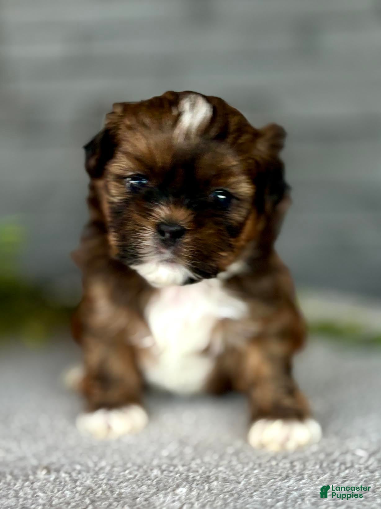 Shih Tzu dogs for sale: Salmon Shih Tzu Puppy  - Ad 2