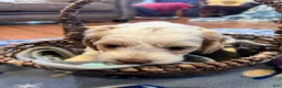 Cockapoo dogs for sale: Buff and white boy/brown nose  - Ad 8