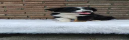 Australian Shepherd dogs for sale: Tucker - Ad 5