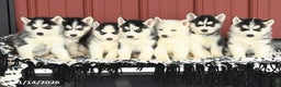 Siberian Husky dogs for sale: Gloria - Ad 5