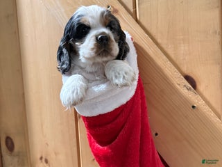 Cocker Spaniel dogs - Ad 42