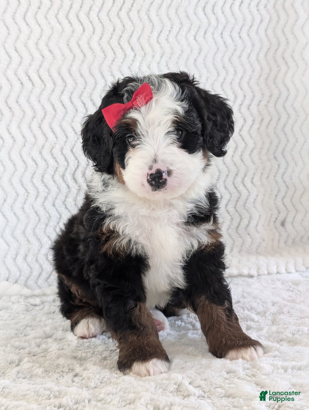 Mini Bernedoodle dogs for sale: Mini Jamie  - Ad 5