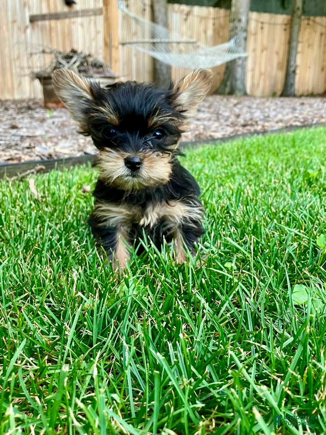 Yorkshire Terrier dogs for sale: Macy - Ad 1