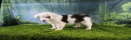 Miniature Australian Shepherd dogs for sale: Irene - Ad 20